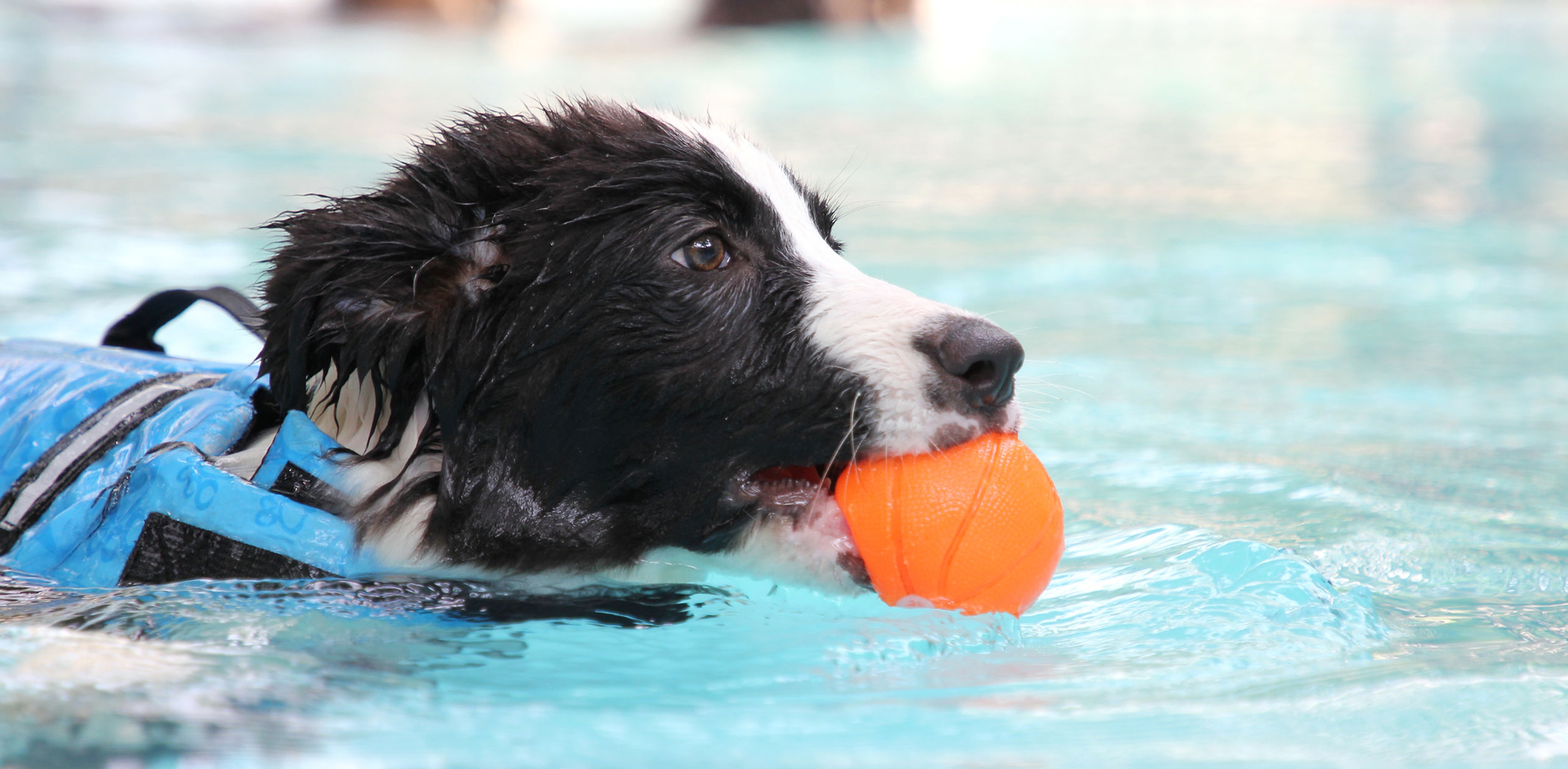 Cane di piccola taglia in palestra per cani al Doggy Splash di Torino