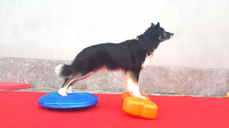 Lezione in palestra per cani al Doggy Splash di Torino