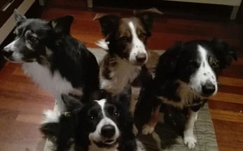 Lezione in palestra per cani al Doggy Splash di Torino