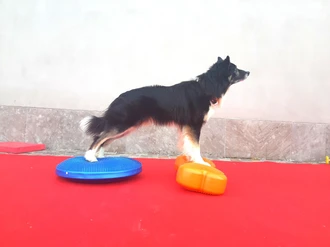 Lezione in palestra per cani al Doggy Splash di Torino