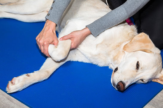 Tecniche cranio-sacrali di osteopatia al Doggy Splash di Torino