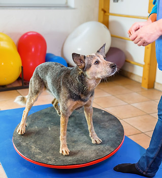 Cani anziani fanno lezione in palestra per cani al Doggy Splash di Torino