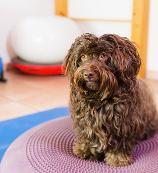 Cani obesi fanno lezione in palestra per cani al Doggy Splash di Torino