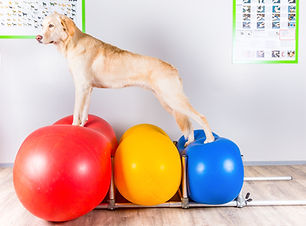 Flessibilità in palestra per cani al Doggy Splash di Torino