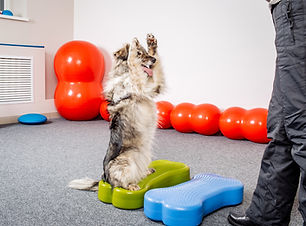 Forza in palestra per cani al Doggy Splash di Torino