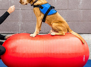 Concentrazione in palestra per cani al Doggy Splash di Torino