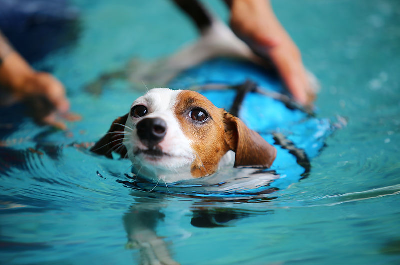 Cane di piccola taglia alla piscina per cani Doggy Splash di Torino