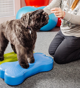 Cani adulti fanno lezione in palestra per cani al Doggy Splash di Torino