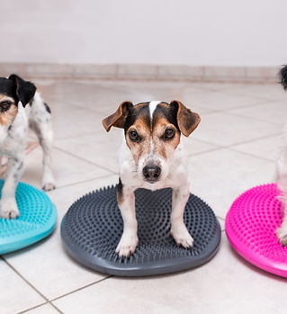 Cuccioli fanno lezione in palestra per cani al Doggy Splash di Torino